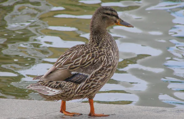 Duck bird — Stock Photo, Image