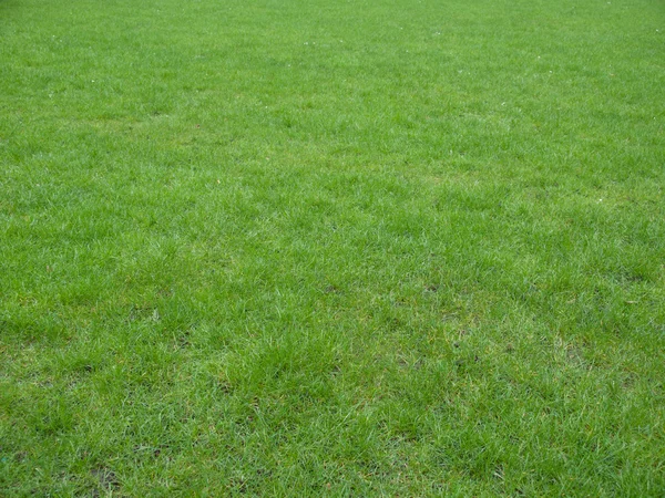 Луговая трава — стоковое фото