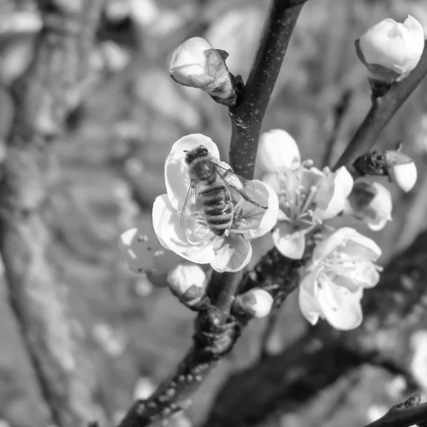 Bee hämtar nektar från blomman — Stockfoto