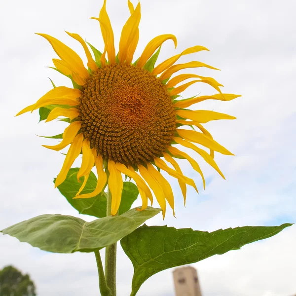 Zonnebloem bloem — Stockfoto