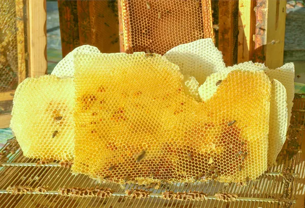 Honeycomp 画像 — ストック写真