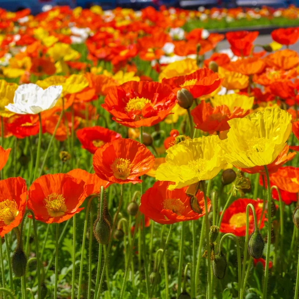 Papavers foto — Foto de Stock