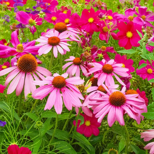 Flor margarida — Fotografia de Stock