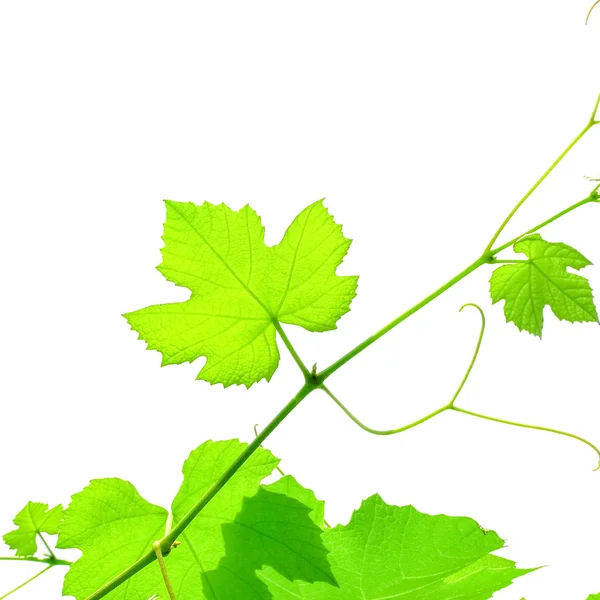 Виноградна лоза малюнок — стокове фото