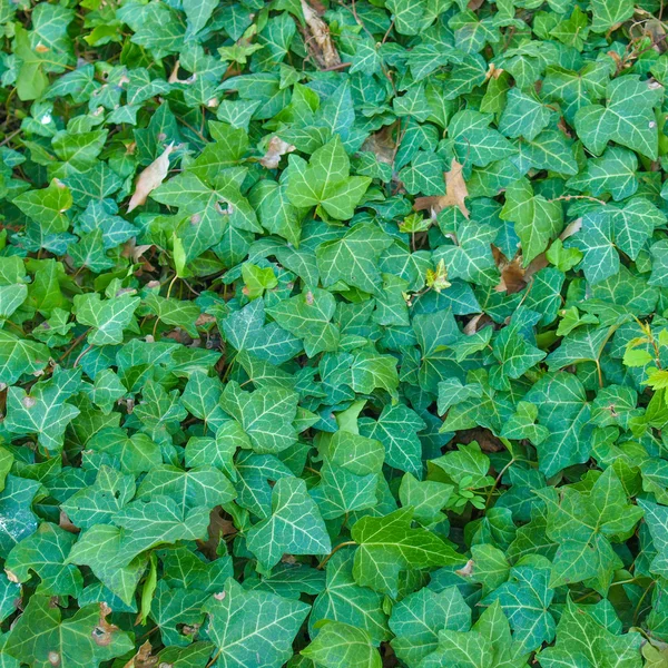 Hera verde — Fotografia de Stock