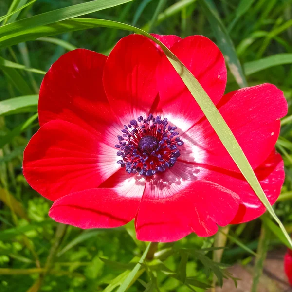 Imagen de flor — Foto de Stock