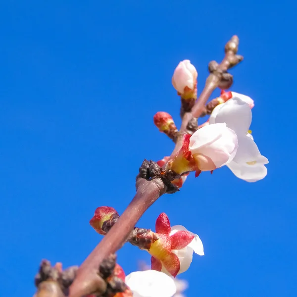 Obstbaumblüten — Stockfoto