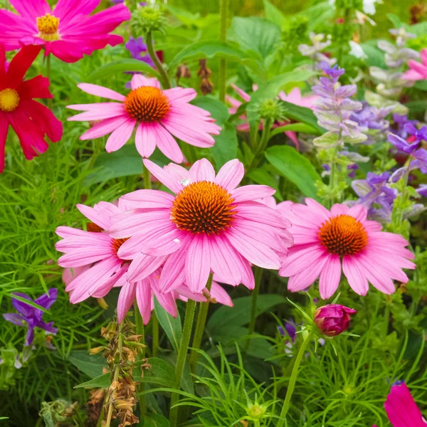 デイジーの花 — ストック写真