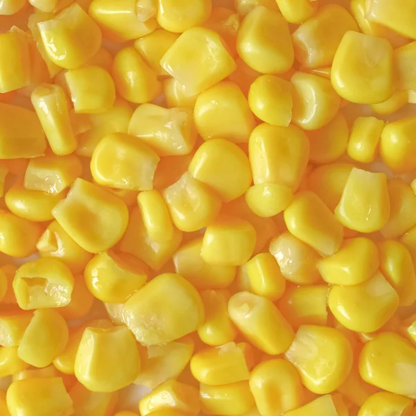 Maize corn — Stock Photo, Image