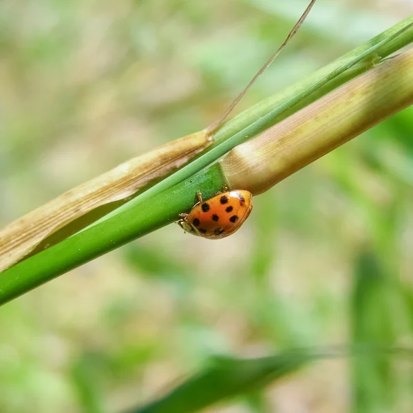 Marienkäfer — Stockfoto