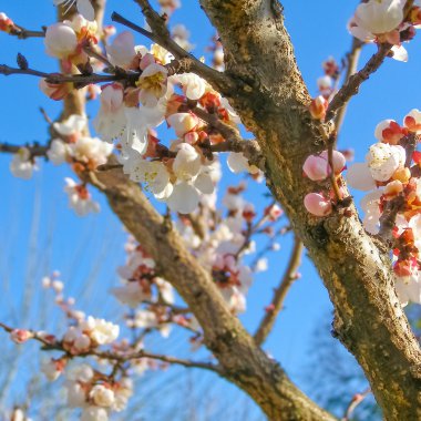 meyve ağacı çiçek