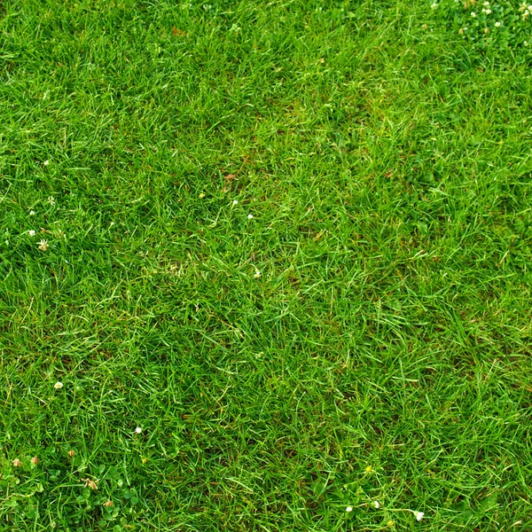 Wiesenbild — Stockfoto