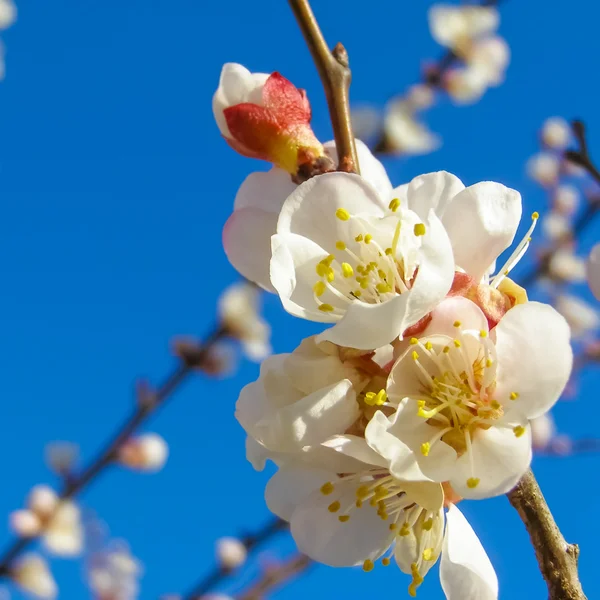 Frukt träd blommor — Stockfoto