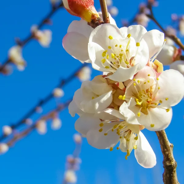Obstbaumblüten — Stockfoto