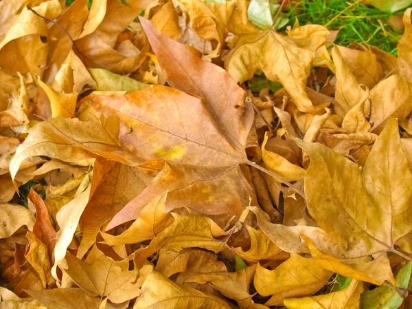 Falling leaves — Stock Photo, Image