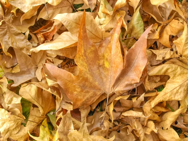 Falling leaves — Stock Photo, Image