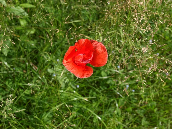 Flor de papaver — Foto de Stock