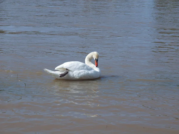 Pássaro cisne — Fotografia de Stock