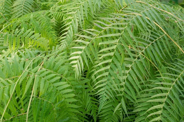 Ferns resim — Stok fotoğraf