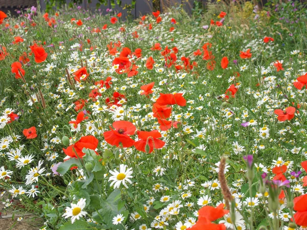 Flor de papaver — Foto de Stock