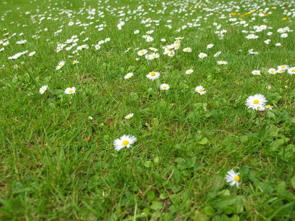 Gänseblümchen — Stockfoto