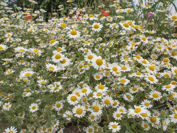 Flores de manzanilla — Foto de Stock