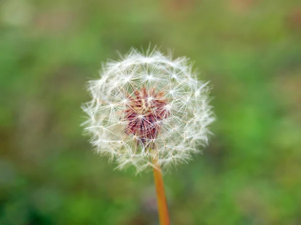 Diente de león — Foto de Stock