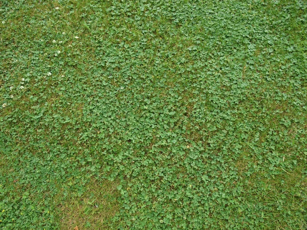 풀밭 잔디 — 스톡 사진