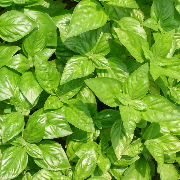 Basil — Stock Photo, Image