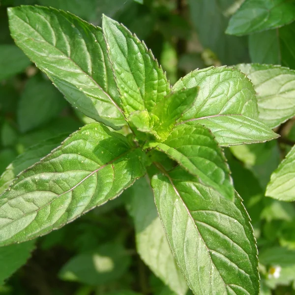 Peppermint picture — Stock Photo, Image