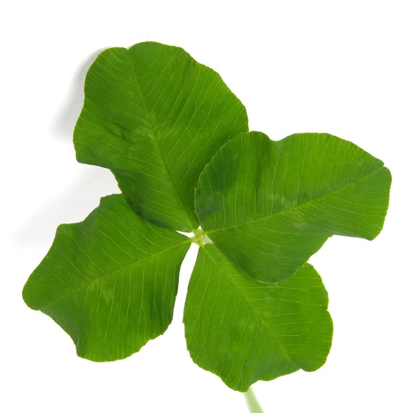 Four leaf shamrock — Stock Photo, Image