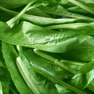 salata resim