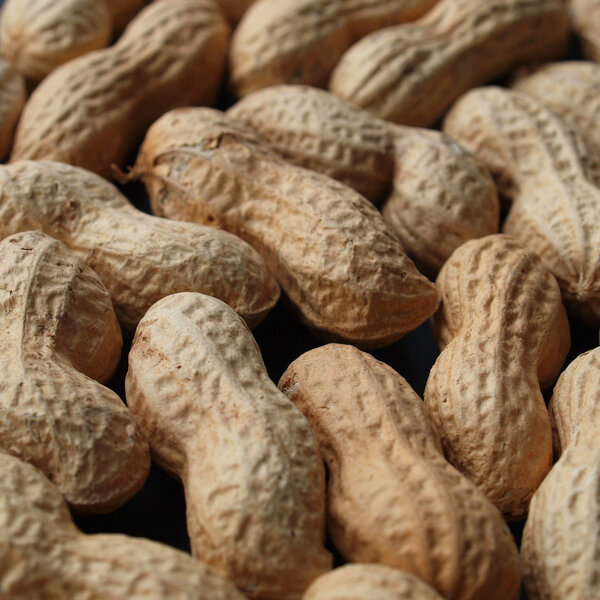 Peanut picture