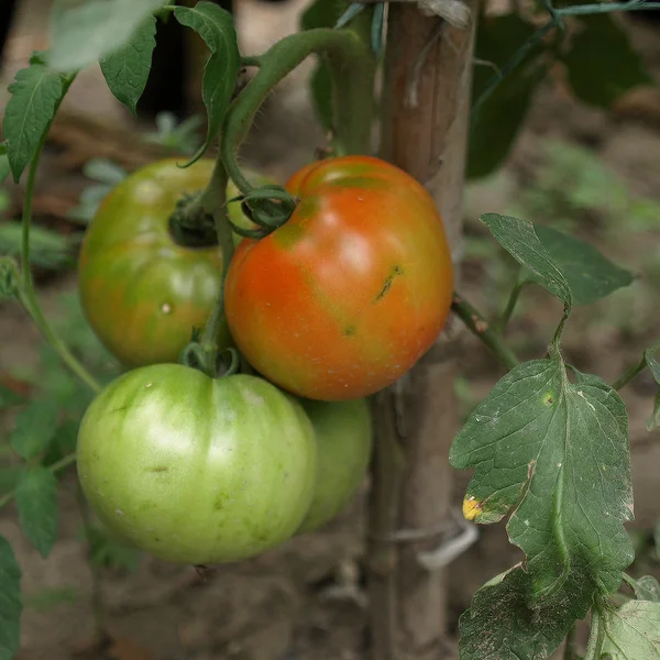 Tomate — Fotografia de Stock