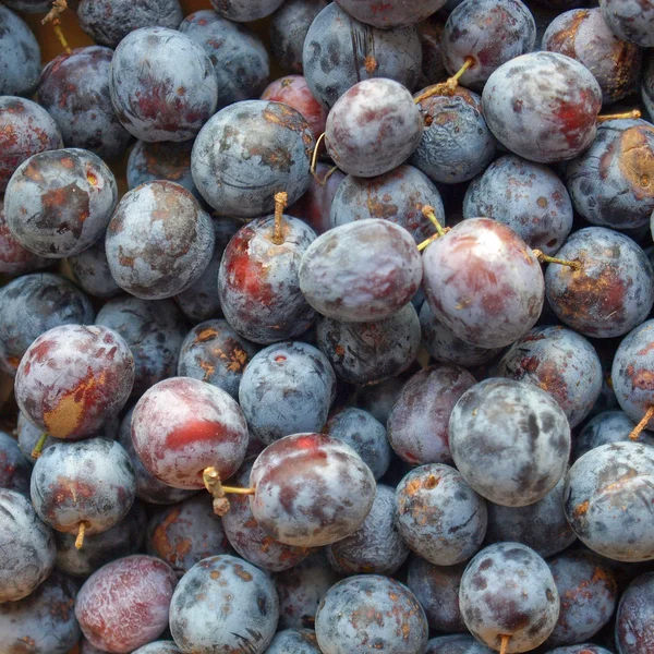 Prunes — Stock Photo, Image