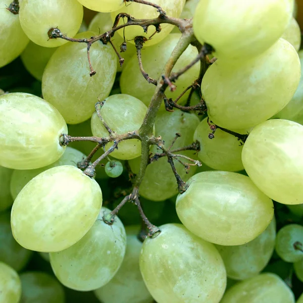 Grape picture — Stock Photo, Image