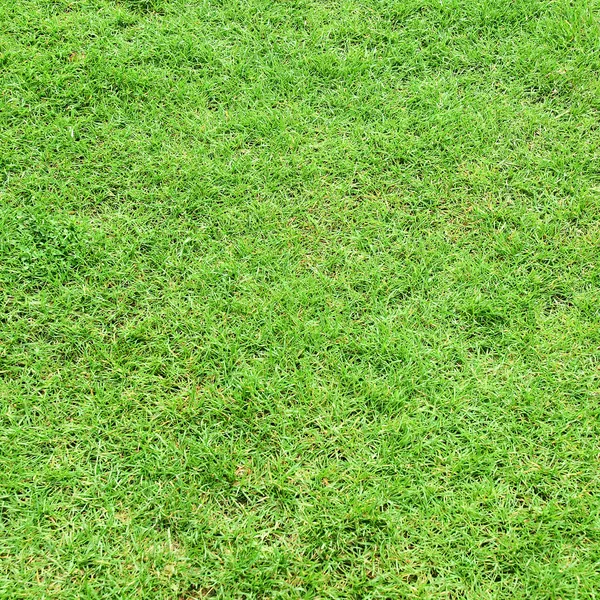 Grass meadow — Stock Photo, Image