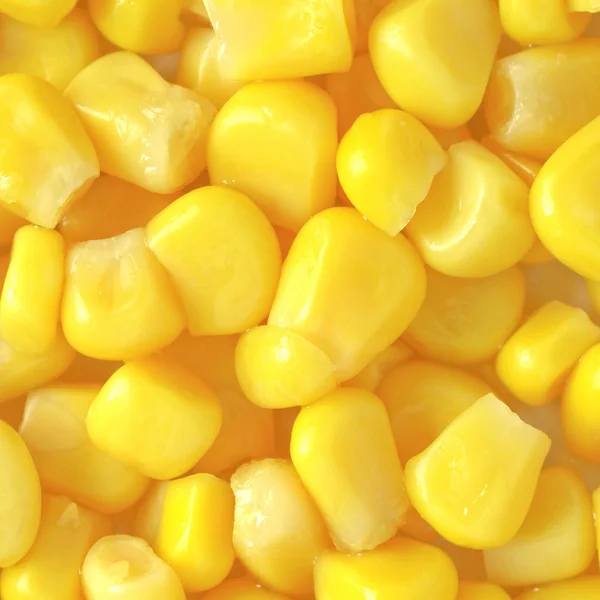 Maize corn — Stock Photo, Image