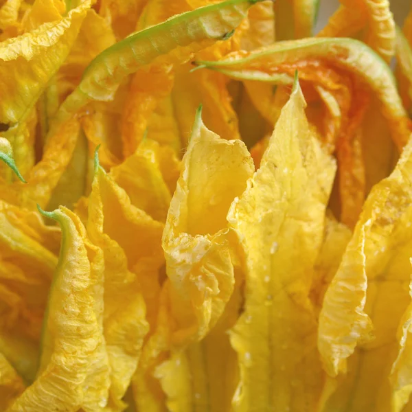 ズッキーニの花 — ストック写真