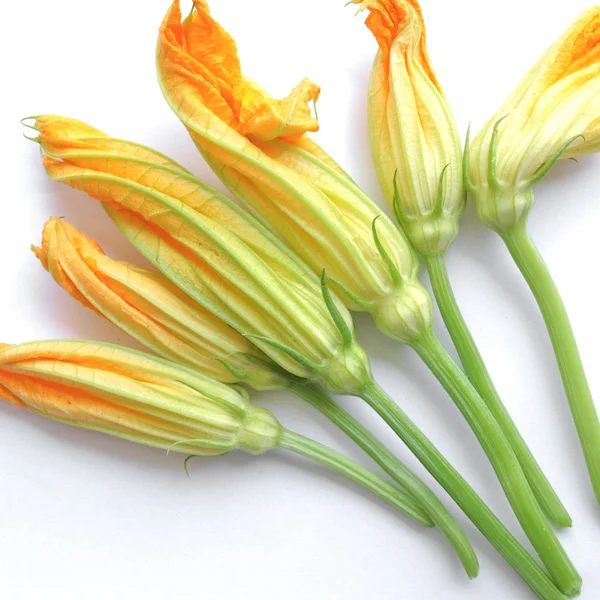 Kwiaty cukini cukinia — Zdjęcie stockowe