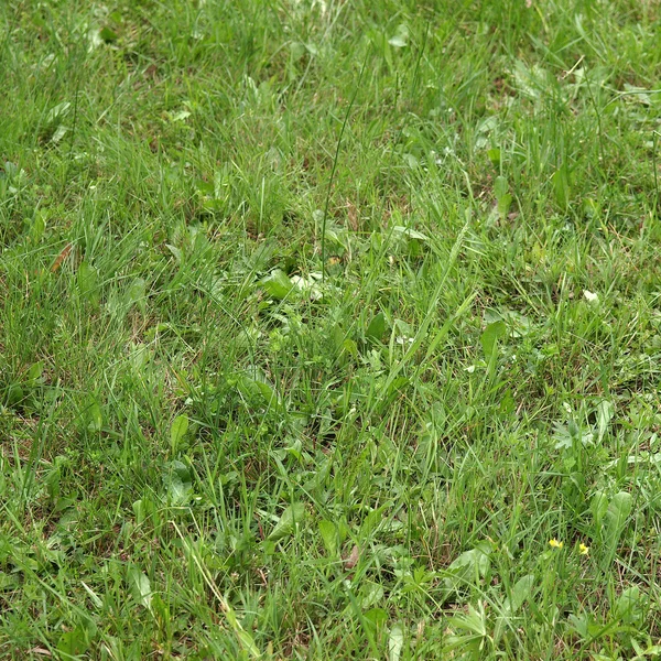 Травяной луг — стоковое фото
