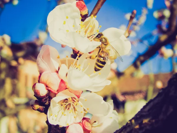 Retro look Bee fetching nectar from flower — Stock Photo, Image