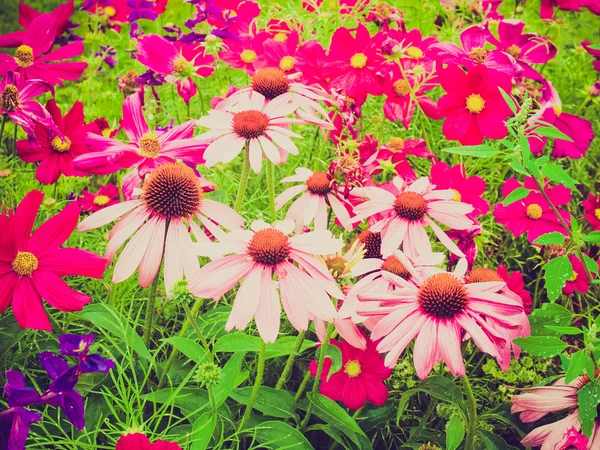 Retro-look daisy blomman — Stockfoto