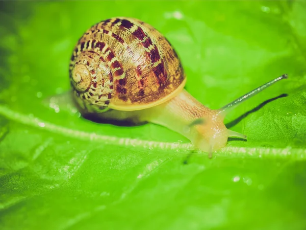 Retro look Snail slug — Stock Photo, Image