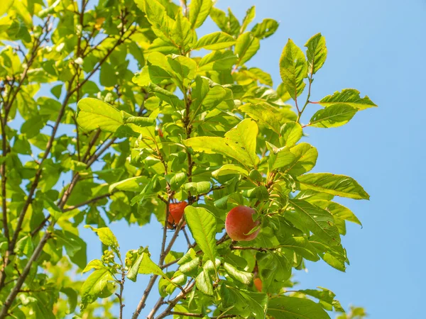 Prunus blad — Stockfoto