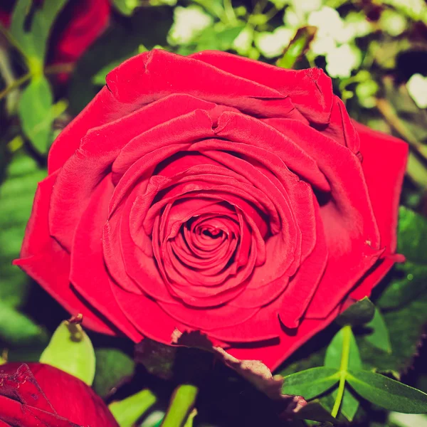 Retro look Rose imagen — Foto de Stock