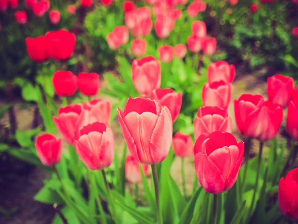 Imagen de Tulipanes de aspecto retro — Foto de Stock
