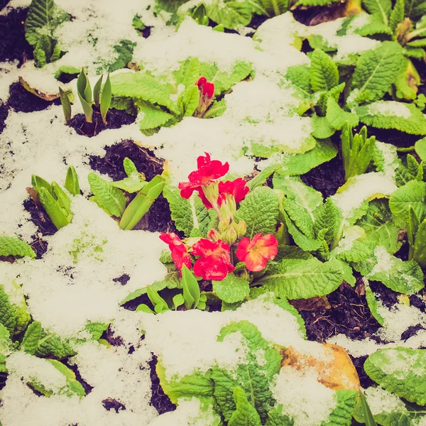 Retro olhar flor de prímula — Fotografia de Stock