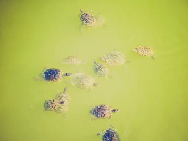 Ретро черепаха — стоковое фото