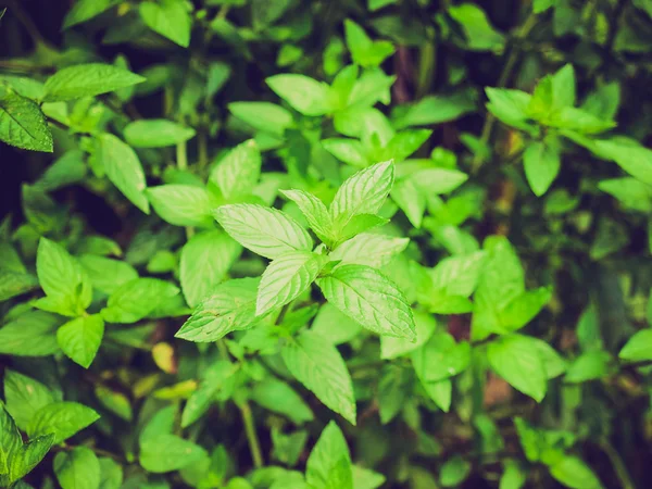 Retro terlihat Peppermint — Stok Foto